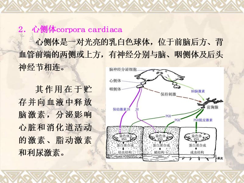 内分泌和生殖3-07-PPT课件.ppt_第3页