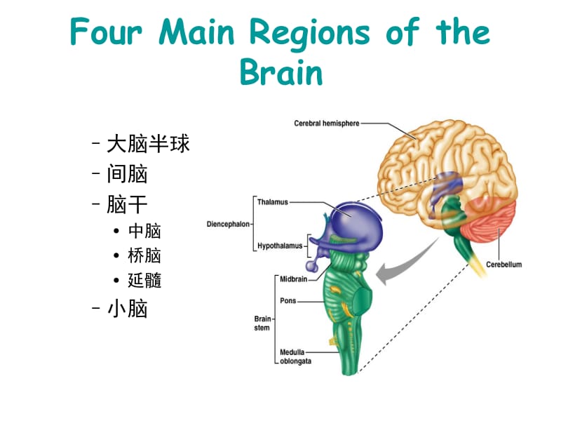 中枢神经系统解剖及功能-PPT课件.ppt_第1页