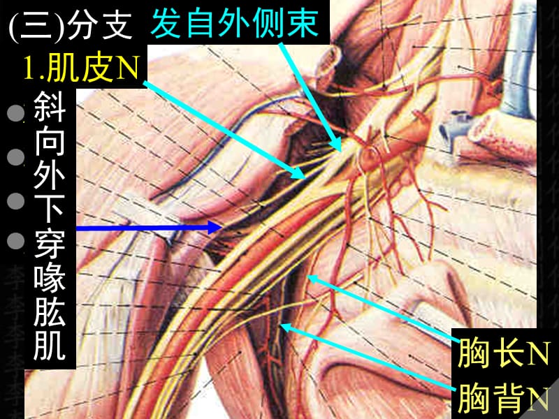 最新脊神经课件-PPT文档.ppt_第2页