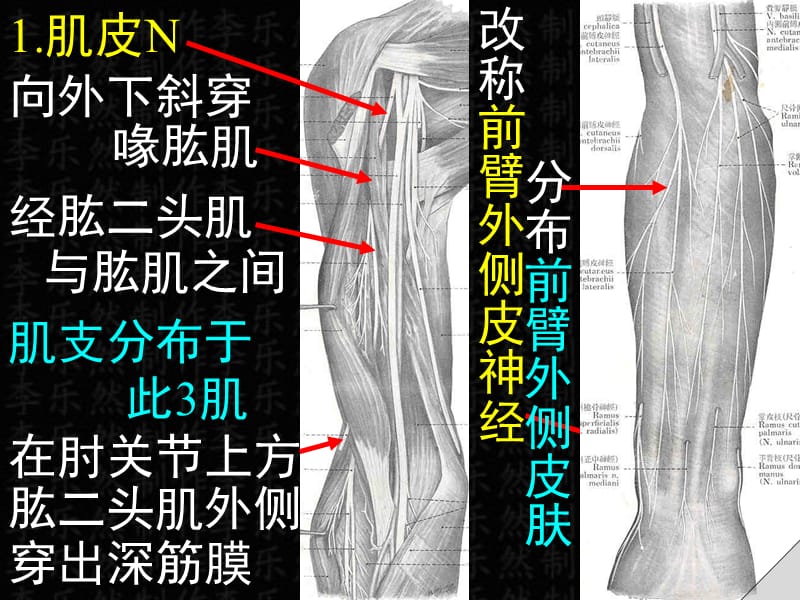 最新脊神经课件-PPT文档.ppt_第3页