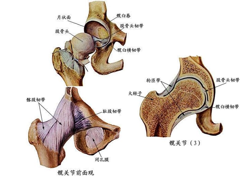 下肢骨折20091130-PPT文档资料.ppt_第3页