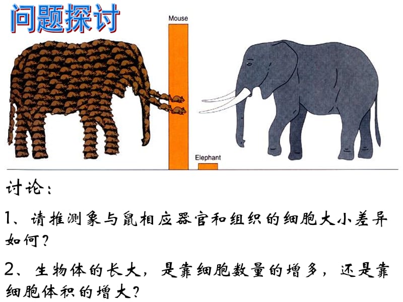 61细胞增殖-有丝分裂-PPT文档资料.ppt_第2页