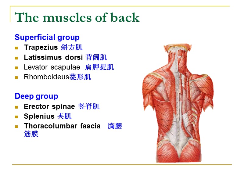 上肢解剖课件-PPT文档资料.ppt_第1页