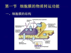 最新生理学杨莉细胞基本功能-PPT文档.ppt