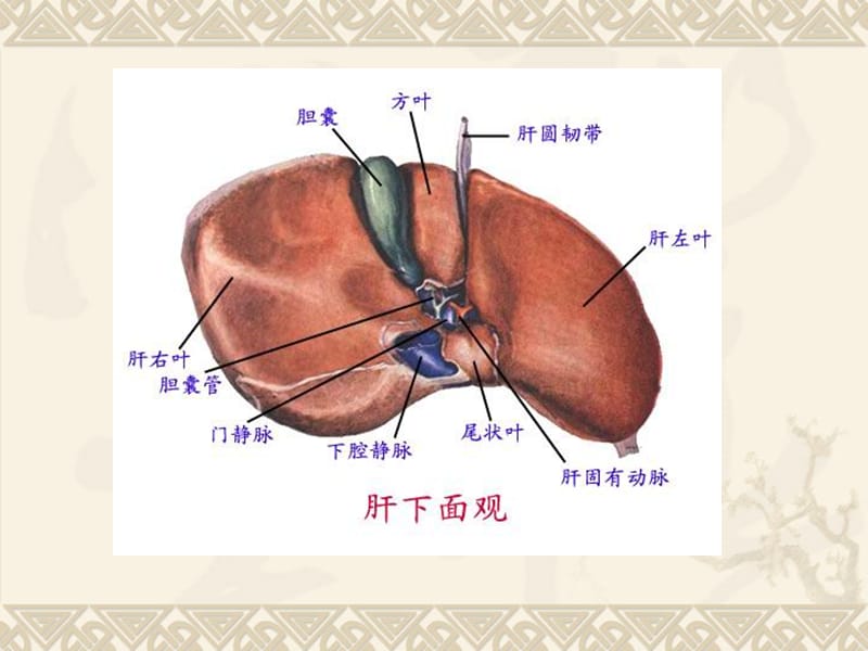 最新第八肝硬化-PPT文档.ppt_第3页