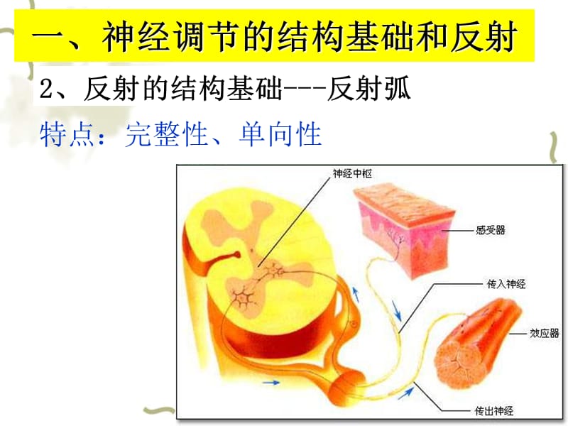 321通过神经系统的调节-PPT文档资料.ppt_第2页