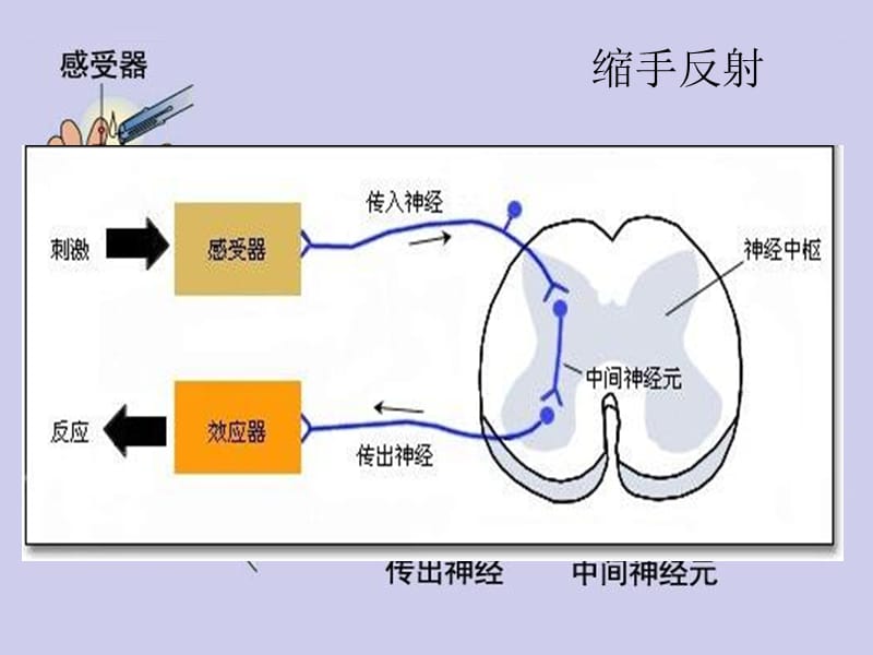 321通过神经系统的调节-PPT文档资料.ppt_第3页