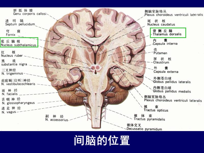 人体断层解剖学-头部断层解剖2-PPT文档资料.ppt_第2页