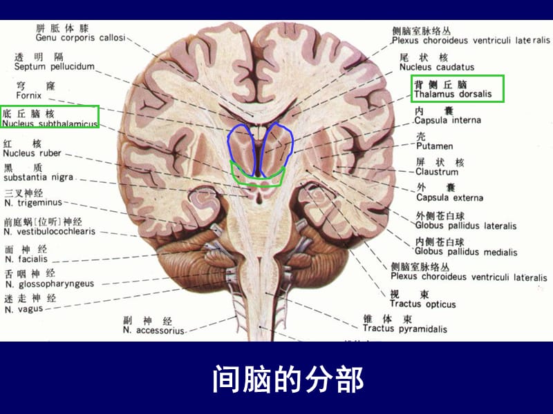 人体断层解剖学-头部断层解剖2-PPT文档资料.ppt_第3页