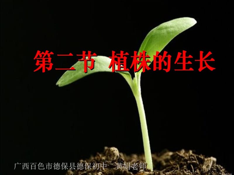 植株的生长黄娟老师.ppt_第1页