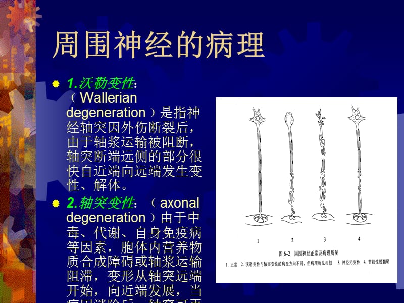 最新周围神经病吉大二院ppt课件-PPT文档.ppt_第3页