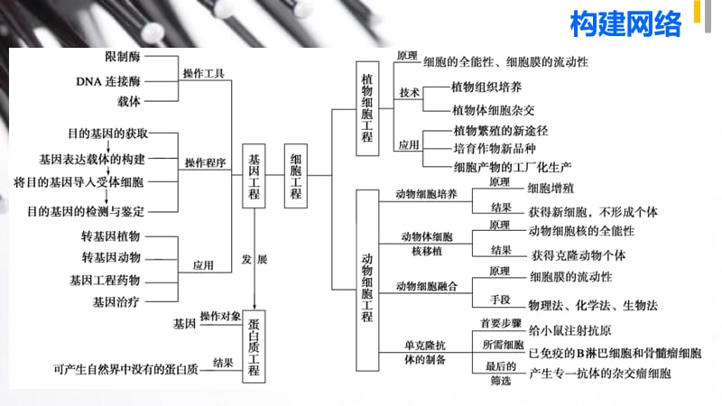 最新：2015高考生物二轮课件：专题81基因工程和细胞工程-文档资料-精选文档.ppt_第2页