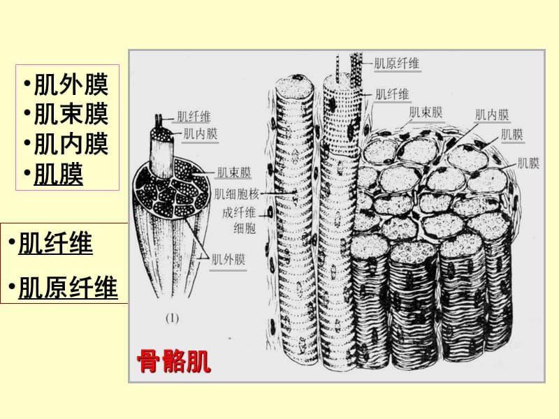 3肌肉组织2008-PPT文档资料.ppt_第3页