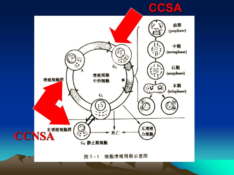 最新抗肿瘤药物介绍及毒副作用预防-PPT文档.ppt_第2页