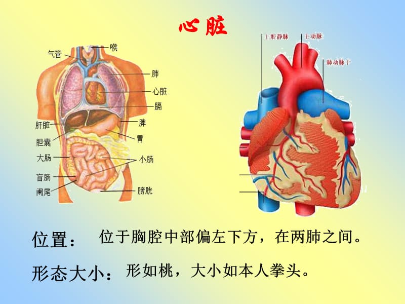 最新人教版七下《4.4输送血液的泵——心脏》ppt课件-PPT文档.ppt_第2页