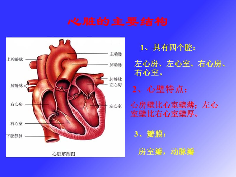 最新人教版七下《4.4输送血液的泵——心脏》ppt课件-PPT文档.ppt_第3页