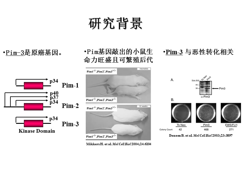 原癌基因Pim-3在胰腺癌发生中的作用机制以及分子靶向治疗药物的开-PPT文档.ppt_第3页