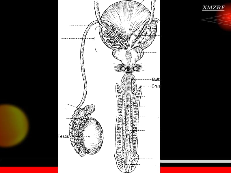 前列腺炎zrf-PPT课件.ppt_第2页