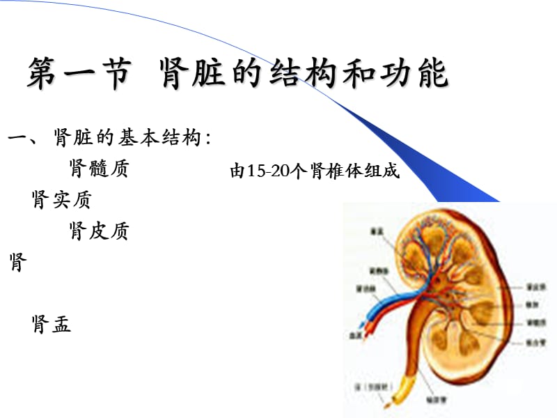 最新第十章肾脏疾病的生物化学诊断-PPT文档.ppt_第2页