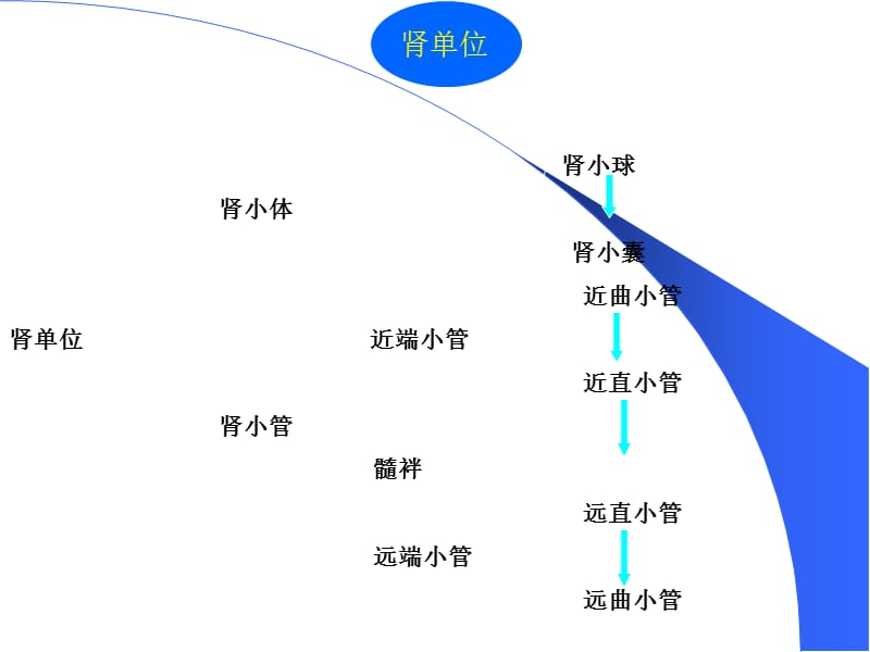 最新第十章肾脏疾病的生物化学诊断-PPT文档.ppt_第3页