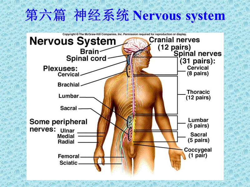 Sx006-神经总论脊髓-PPT文档资料.ppt_第1页