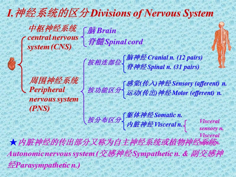 Sx006-神经总论脊髓-PPT文档资料.ppt_第3页