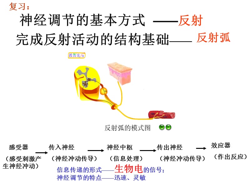 最新第3节内分泌系统中信息的传递和调节-PPT文档.ppt_第1页