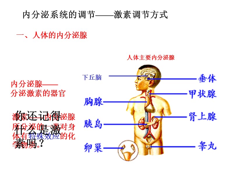 最新第3节内分泌系统中信息的传递和调节-PPT文档.ppt_第3页