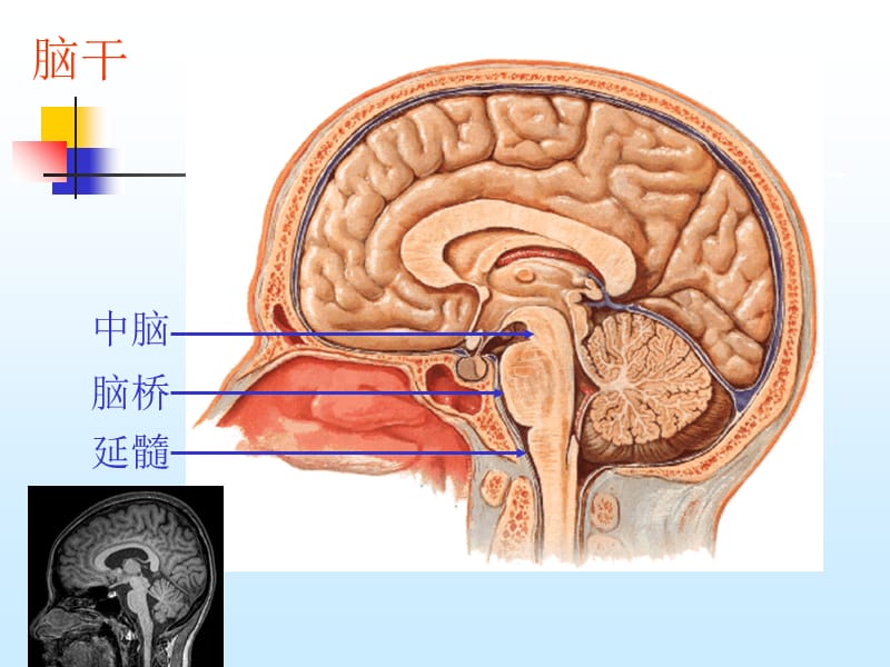 最新脑干与小脑解剖结构功能-PPT文档.ppt_第1页