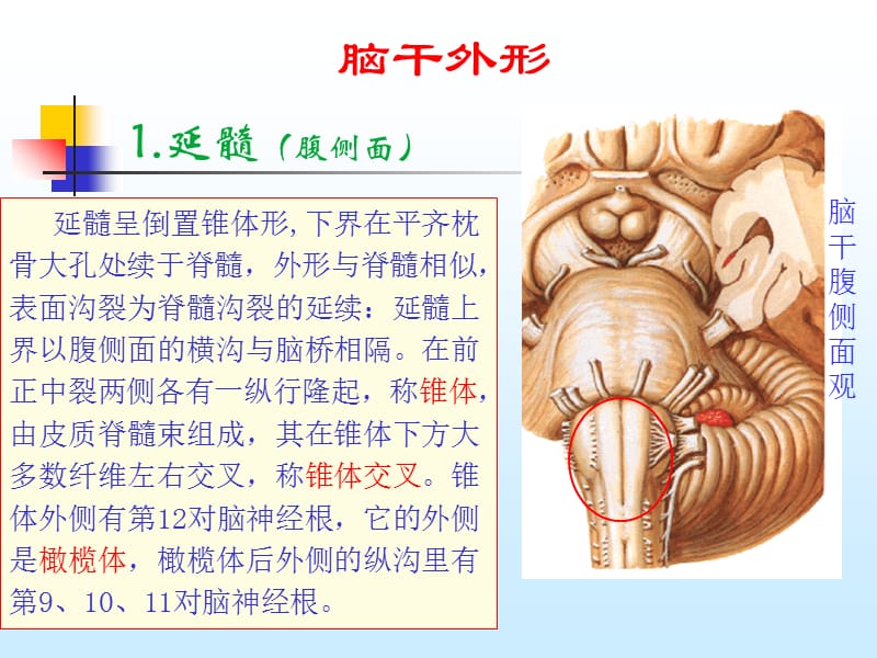 最新脑干与小脑解剖结构功能-PPT文档.ppt_第2页