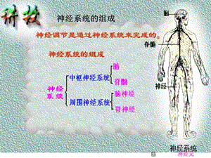 二神经系统的调节第1课时课件-PPT文档资料.ppt