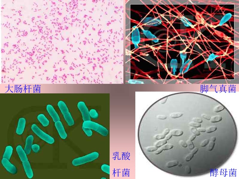 八年级生物上第5单元第4章第一节细菌和真菌的分布2课件人教版-精选文档.ppt_第1页