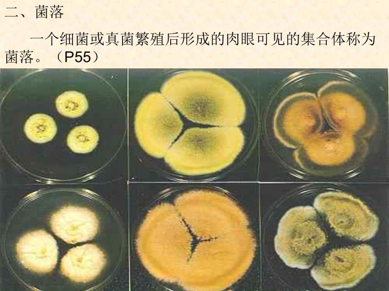 八年级生物上第5单元第4章第一节细菌和真菌的分布2课件人教版-精选文档.ppt_第2页