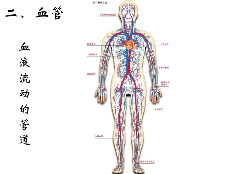 最新《血液循环》PPT课件-PPT文档.ppt_第2页