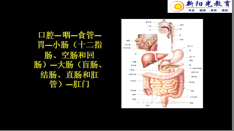 最新胃食管返流病-PPT文档.ppt_第2页