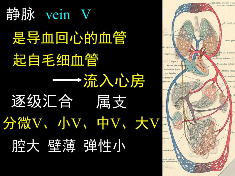 最新系统解剖学-13-静脉与淋巴-PPT文档.ppt_第1页