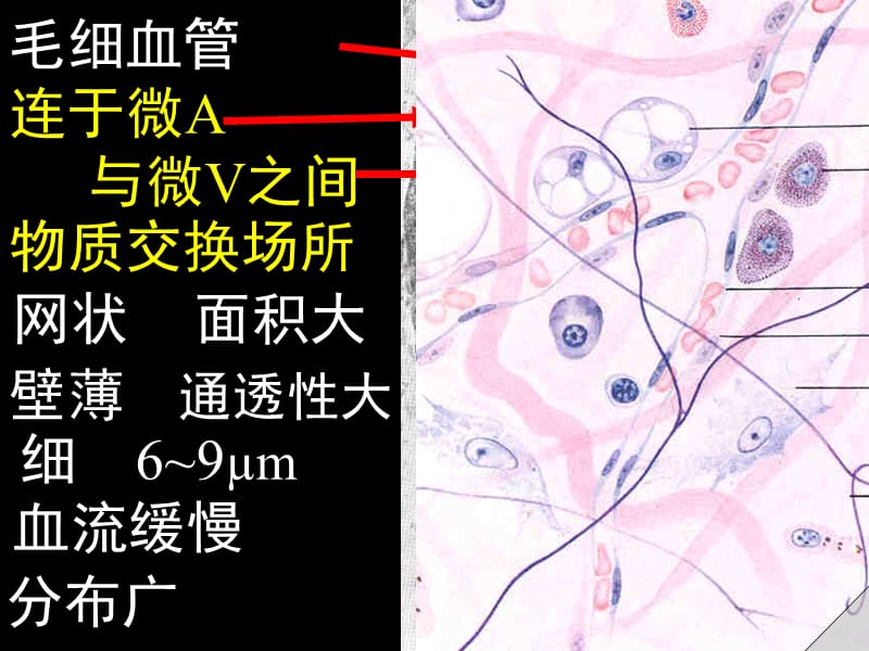 最新系统解剖学-13-静脉与淋巴-PPT文档.ppt_第2页