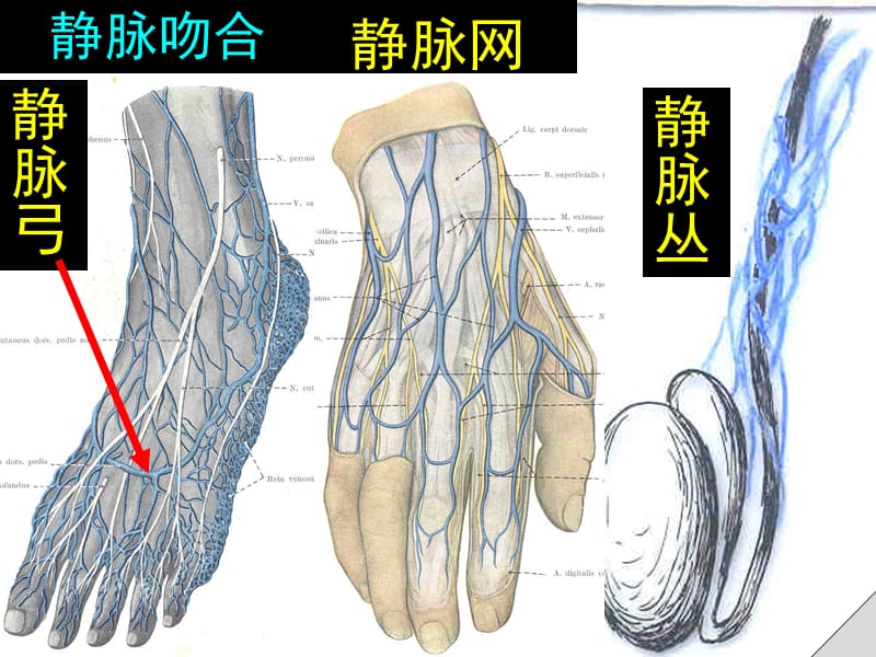 最新系统解剖学-13-静脉与淋巴-PPT文档.ppt_第3页