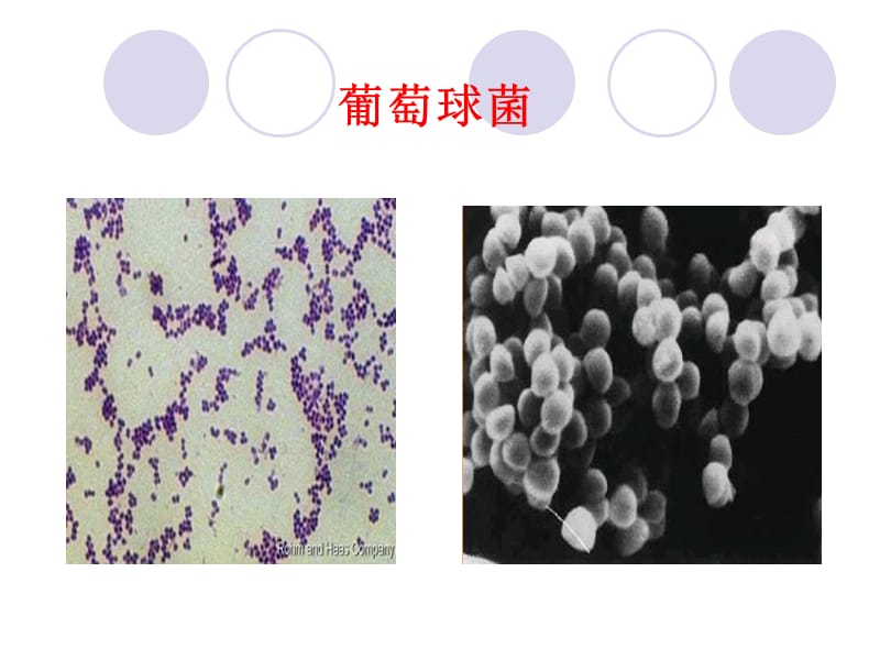 6细菌、病毒各论-PPT文档.ppt_第2页