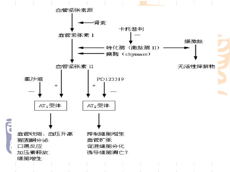 最新肾素血紧张素系统药物华中科技大学同济医学院药理学系-PPT文档.ppt_第1页