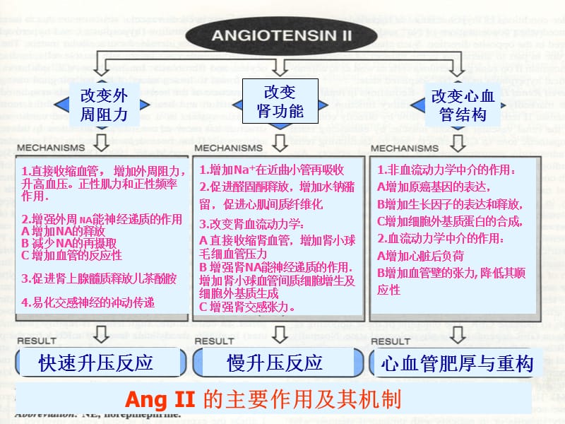 最新肾素血紧张素系统药物华中科技大学同济医学院药理学系-PPT文档.ppt_第2页