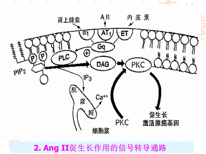 最新肾素血紧张素系统药物华中科技大学同济医学院药理学系-PPT文档.ppt_第3页