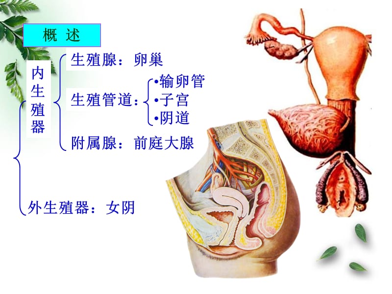 最新：201509解剖学-女性生殖系统临床专业-文档资料.ppt_第2页