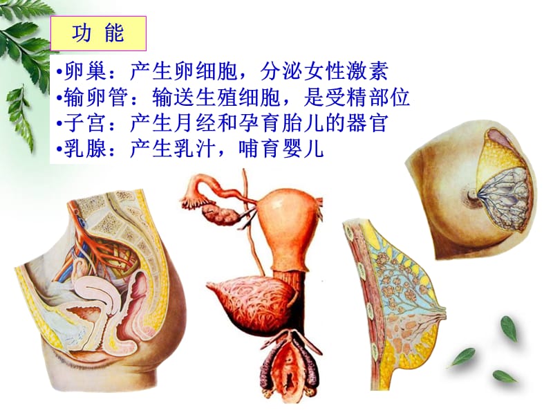 最新：201509解剖学-女性生殖系统临床专业-文档资料.ppt_第3页