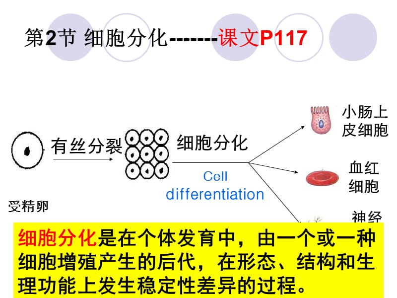 623细胞分化、衰老、凋亡和癌变-文档资料.ppt_第3页