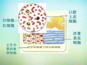 最新：【人教版】高中生物必修一：1.2《细胞的多样性和统一性》ppt课件-文档资料.ppt