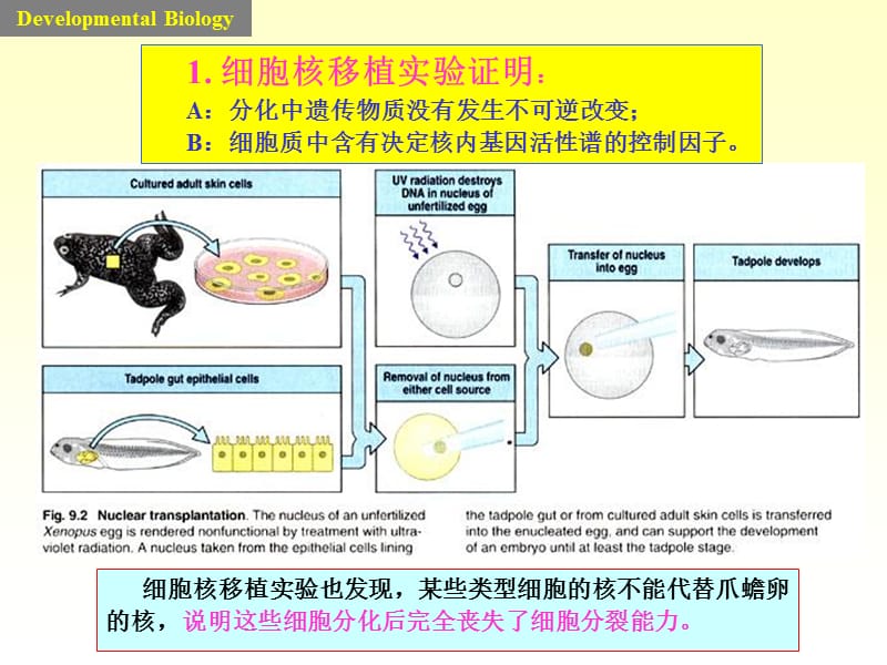 6-发育中细胞分化机制-PPT课件.ppt_第3页