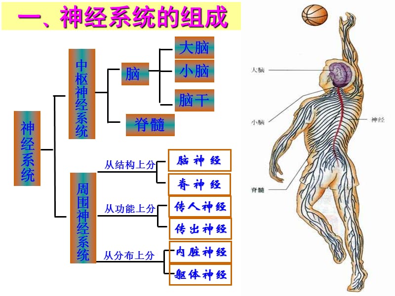 最新：《神经调节》-文档资料.ppt_第3页