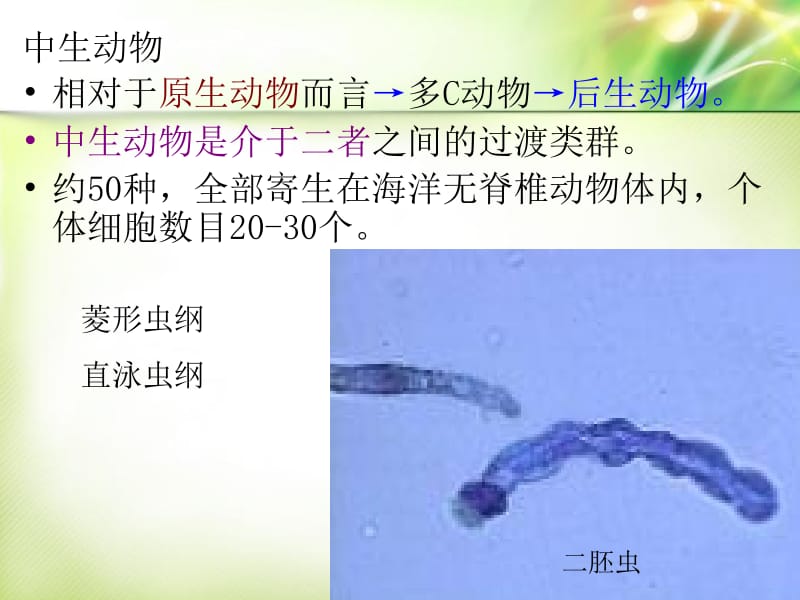 3第2章多细胞动物导论及多孔动物门Porifera-文档资料.ppt_第2页