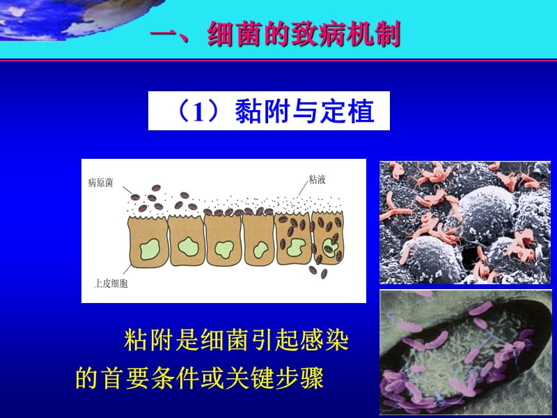 6感染与免疫-细菌的致病作用-文档资料.ppt_第3页